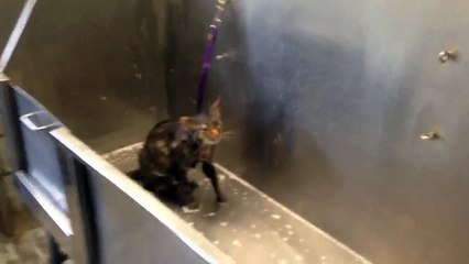 Un chat misérable dit «No More» en prenant son bain
