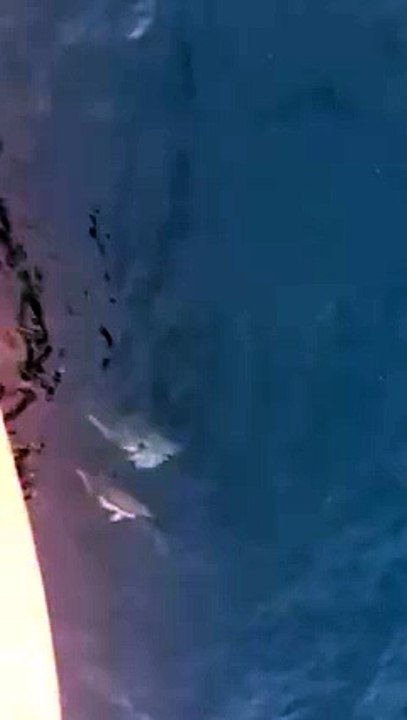 10983261_10155300456730058_859596231_n
