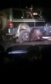 A Bear Trapped Under a Truck Escapes and Strikes Back Video |