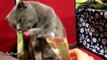 Funny Videos Funny Cat Funny Dog Funny Cats Videos Funny Dogs Videos Funny Cats and Dogs
