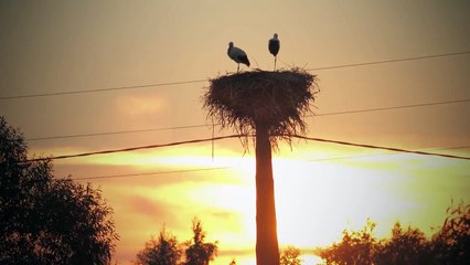 Juris Ostrovskis - Dzymtuo puse