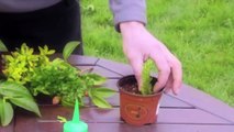 How to make cuttings from plants
