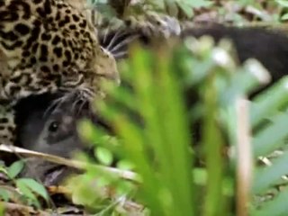 Discovery   Duelo animal entre uma onça pintada e uma sucuri