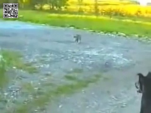 Кошка защищает собачку от собаки!