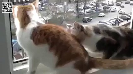 Кот переживает за кота паника!