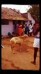 Whatsapp funny video 107 @whatsapp #whatsapp