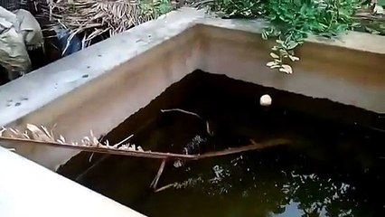 whatsapp funny videos 2016 2015 _ snake in water video clip new _ whatspp funny videos