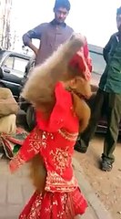 Bander Dance Sheela Ki Jawani