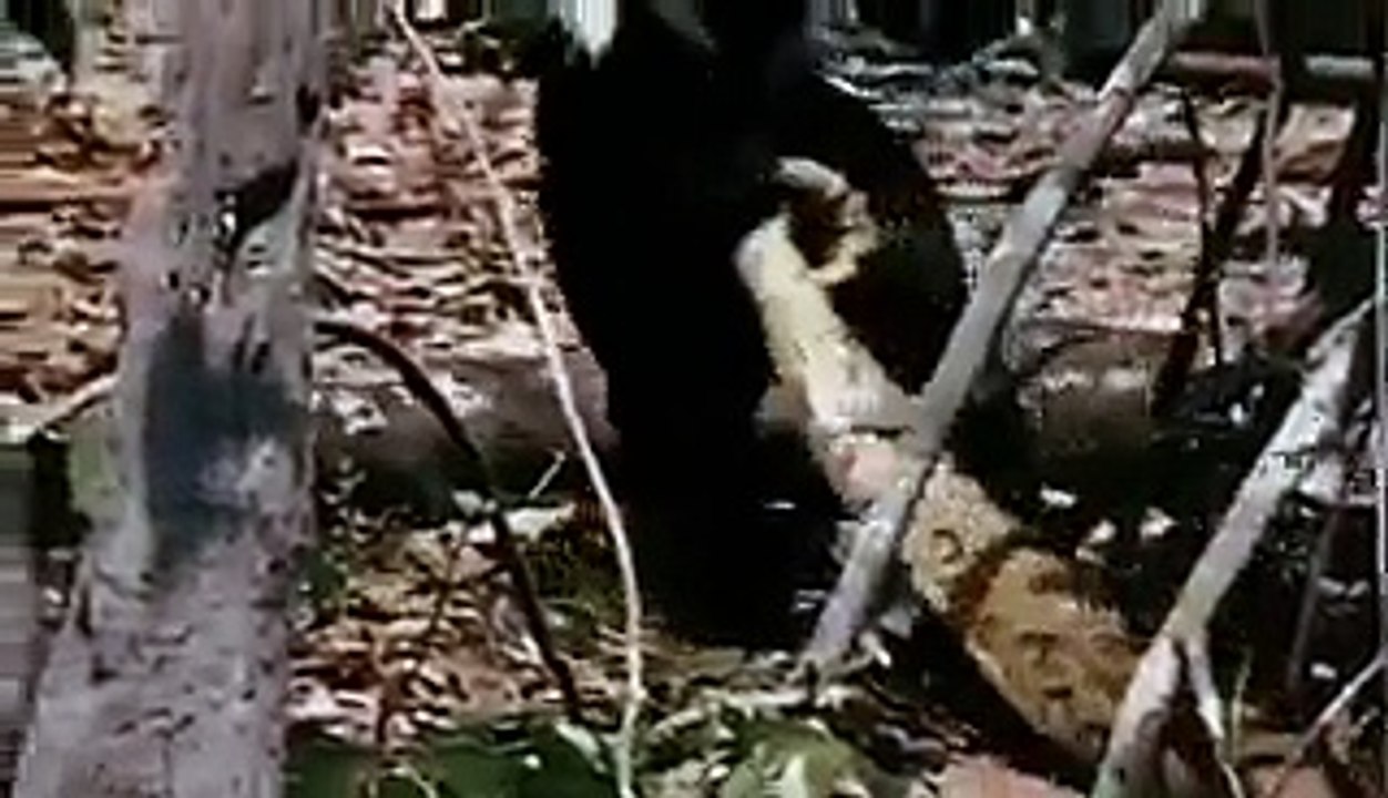 Tiger attacks anaconda