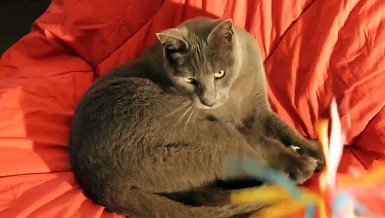 Somewhat Surprised Kitty (parody)