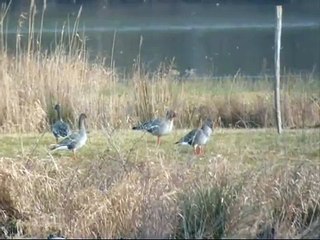 Oie des moissons Tundra Bean Goose Anser fabalis rossicus