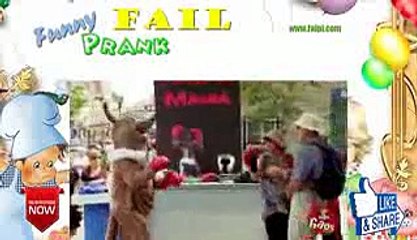 Funny Angry Fighting Kangaroo nDcQ 2f57W4