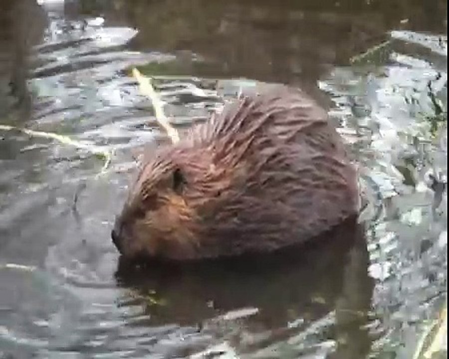 Globetrekker - Argentina, Ushuaia,beavers spotting