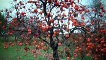 Persimmon Trees For Sale $3.00 From Tn Tree Nursery