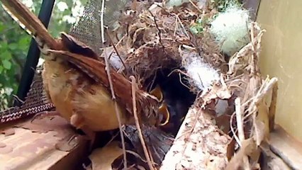 Carolina Wren Feeding Babies