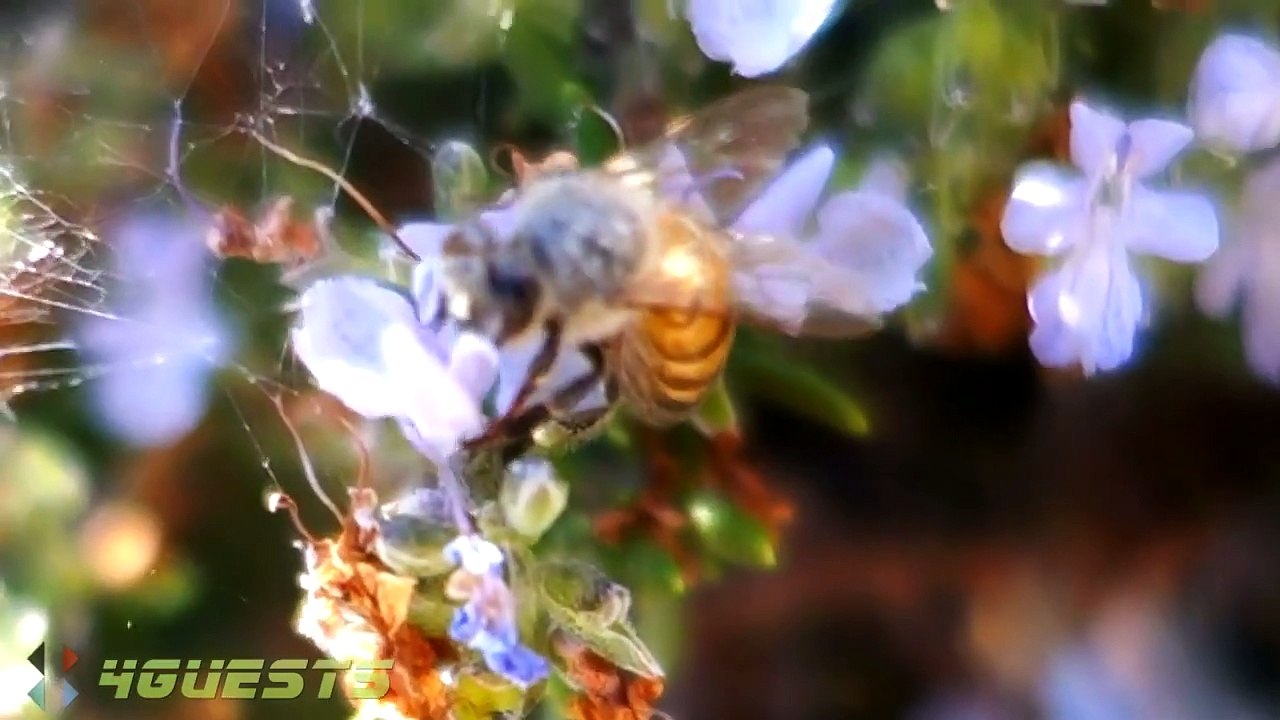 SONY RX100 VIDEO TEST (BEE, MACRO)