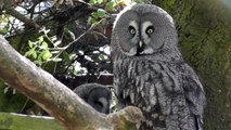 Great Grey Owl -﻿ Lappuggla Owls