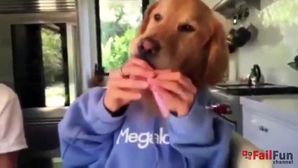 EPIC FAIL COMPILATION June 2015 - BEST OF FAILS & WINS- #321