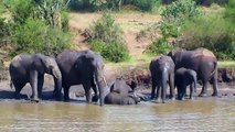 Elephants taking a mud bath