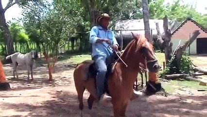 Caballada de Pedro Fernando Acosta. lista para las Corralejas de Galeras