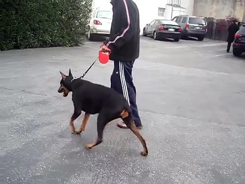 doberman wobbler gait.avi