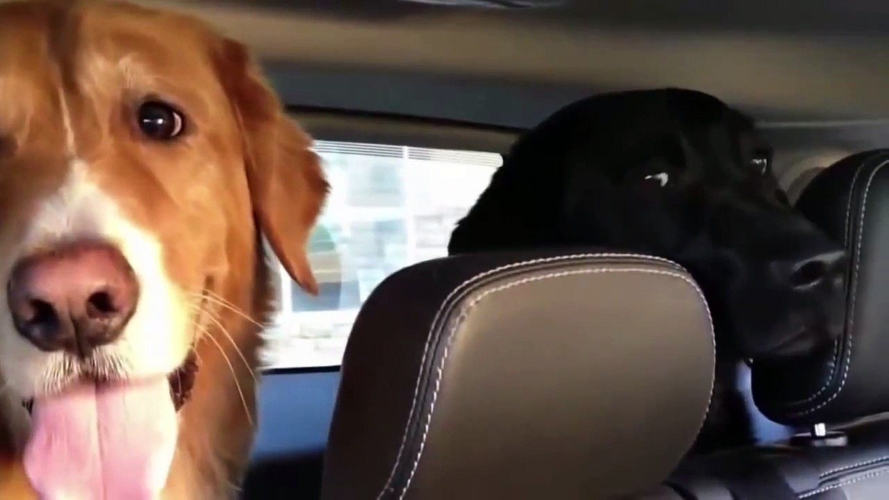 Cats And Dogs Making Funny Faces Compilation
