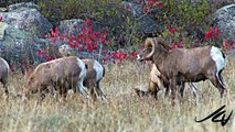 Bighorn Mountain Sheep -  Animals of British Columbia - Grand Forks