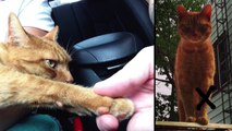 Morgan Animal Hospital - Interesting Cases - Tuna the 3 Legged Cat