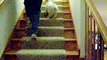 Puppy Going Down Stairs