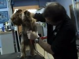 Seminario Yorkshire Terrier (Corte de pelo)