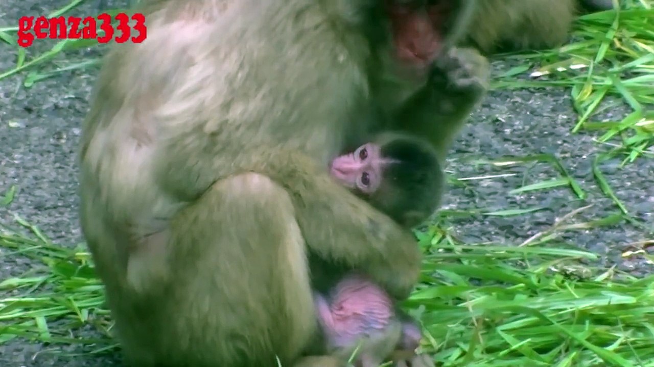 DANGER!!! BABY MONKEY