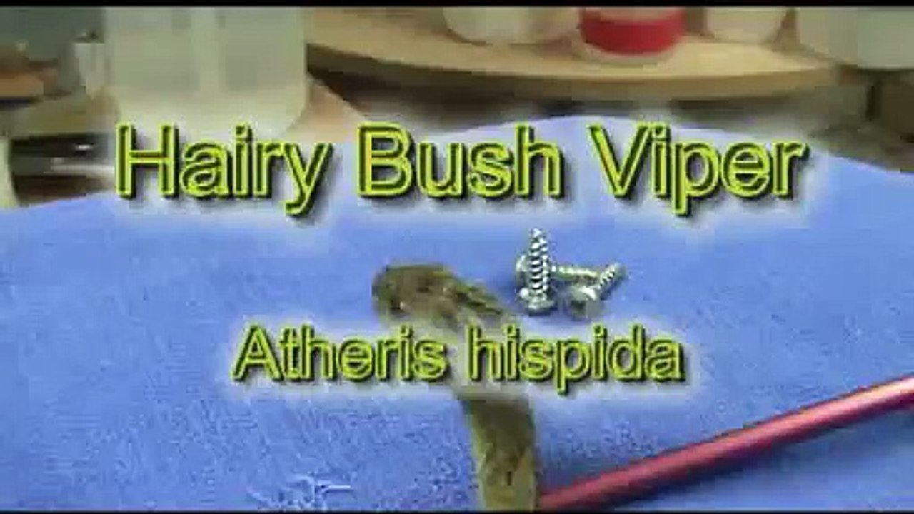 Hairy Bush Vipers (Atheris hispida)