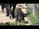 Denver Zoo Malayan tapir Baku explores yard