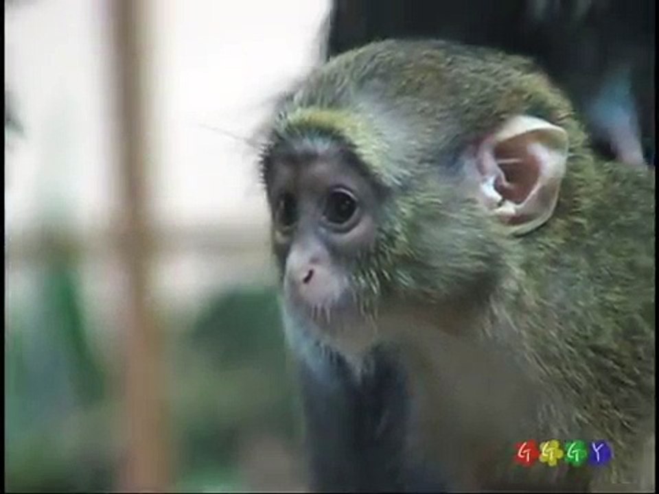 아기 원숭이의 젖먹기 ( Baby Monkey Breast feeding )