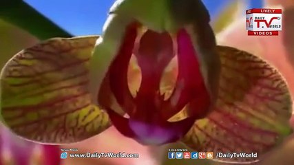 See Nature See  How Flower Bloom