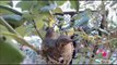 Phoebe's Chicks are Fledging  8:07am to 9:46am  01 28 2013