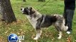 Ciobanesc Romanesc de Bucovina - Pet Zone. Romanian Shepherd Bukovina Dog