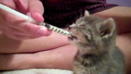 Tiny Kitten eating milk from syringe