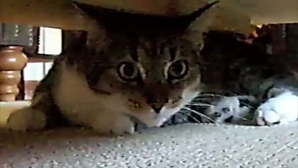 Upside down kitten spying on big cat