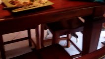 2 Cats playing, fighting, chasing & hissing under table