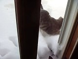 3 month old kitten loves deep snow