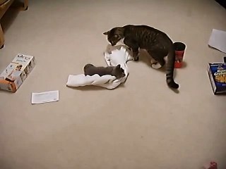 Big cat beats up on little kitten - plays dead