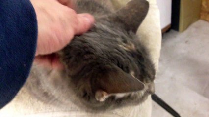 Cat sticks tongue out at camera for 4 mins