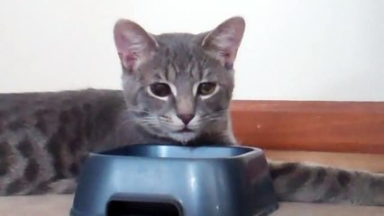 Kitten chewing on water while drinking