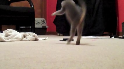 Kitten vs. Cell Phone