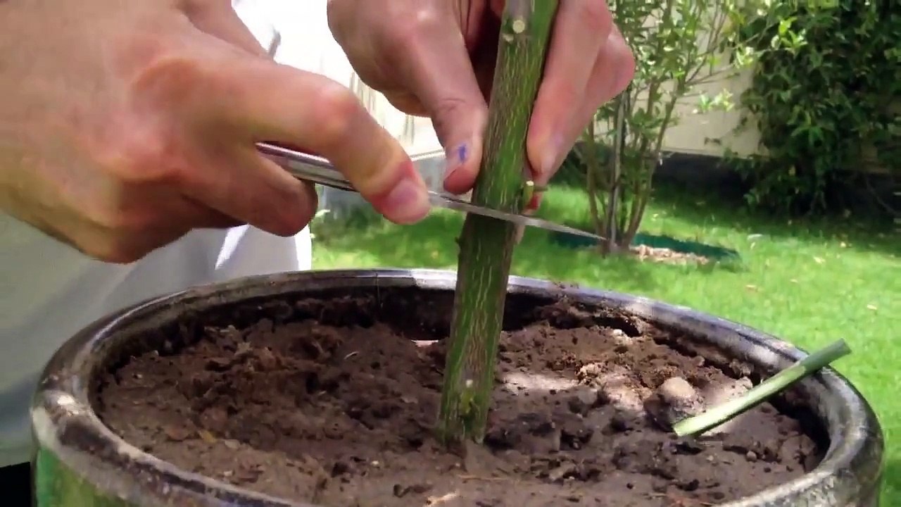 How to graft Lemon tree تطعيم شجرة الليمون video Dailymotion