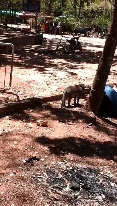 when animal attack at the Zoo|monkey attack human|Documentary National Geographic