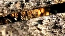 National Geographic Animals 2015 War Of The Ants Wildlife Full Documentary HD