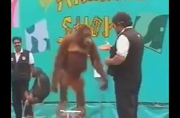 Awesome funny naughty monkey