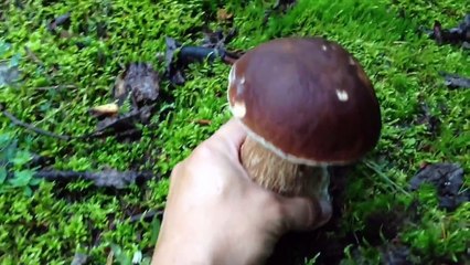 Raccolta Funghi Porcini 2015